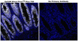 Invitrogen CD326 (EpCAM) Monoclonal Antibody (VU-1D9), Alexa Fluor Plus 750 500 &mu;L | Buy Online | Invitrogen&trade; | Fisher Scientific