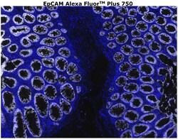 Invitrogen CD326 (EpCAM) Monoclonal Antibody (VU-1D9), Alexa Fluor Plus 750 500 &mu;L | Buy Online | Invitrogen&trade; | Fisher Scientific