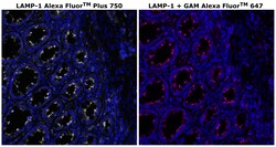 Invitrogen&trade;&nbsp;CD107a (LAMP-1) Monoclonal Antibody (eBioH4A3), Alexa Fluor&trade; Plus 750