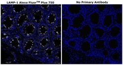 Invitrogen&trade;&nbsp;CD107a (LAMP-1) Monoclonal Antibody (eBioH4A3), Alexa Fluor&trade; Plus 750