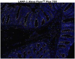 Invitrogen&trade;&nbsp;CD107a (LAMP-1) Monoclonal Antibody (eBioH4A3), Alexa Fluor&trade; Plus 750