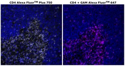 Invitrogen CD4 Monoclonal Antibody (N1UG0), Alexa Fluor Plus 750 500 &mu;L;