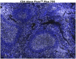Invitrogen CD4 Monoclonal Antibody (N1UG0), Alexa Fluor Plus 750 500 &mu;L;