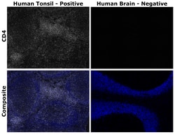 Invitrogen™ CD4 Monoclonal Antibody (N1UG0), Alexa Fluor™ Plus 750