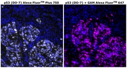 Invitrogen p53 Monoclonal Antibody (DO-7), Alexa Fluor Plus 750 500 &mu;L | Buy Online | Invitrogen&trade; | Fisher Scientific