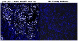 Invitrogen p53 Monoclonal Antibody (DO-7), Alexa Fluor Plus 750 500 &mu;L | Buy Online | Invitrogen&trade; | Fisher Scientific