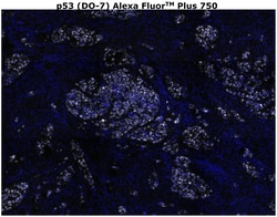 Invitrogen&trade;&nbsp;p53 Monoclonal Antibody (DO-7), Alexa Fluor&trade; Plus 750
