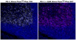 Invitrogen&trade;&nbsp;PD-1 (CD279) Recombinant Rabbit Monoclonal Antibody (RM309), Alexa Fluor&trade; Plus 750