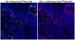 Invitrogen&trade;&nbsp;PD-1 (CD279) Recombinant Rabbit Monoclonal Antibody (RM309), Alexa Fluor&trade; Plus 750