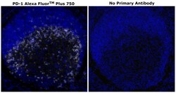 Invitrogen&trade;&nbsp;PD-1 (CD279) Recombinant Rabbit Monoclonal Antibody (RM309), Alexa Fluor&trade; Plus 750