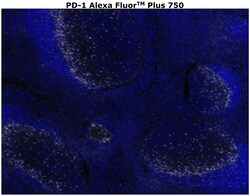 Invitrogen&trade;&nbsp;PD-1 (CD279) Recombinant Rabbit Monoclonal Antibody (RM309), Alexa Fluor&trade; Plus 750