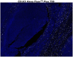 Invitrogen&trade;&nbsp;CD163 Recombinant Rabbit Monoclonal Antibody (RM371), Alexa Fluor&trade; Plus 750