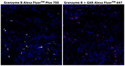 Invitrogen&trade;&nbsp;Granzyme B Monoclonal Antibody (496B), Alexa Fluor&trade; Plus 750