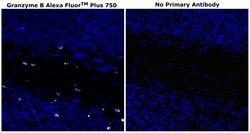 Invitrogen&trade;&nbsp;Granzyme B Monoclonal Antibody (496B), Alexa Fluor&trade; Plus 750