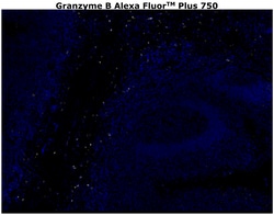Invitrogen&trade;&nbsp;Granzyme B Monoclonal Antibody (496B), Alexa Fluor&trade; Plus 750