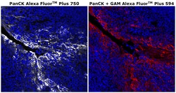 Invitrogen&trade;&nbsp;Pan Cytokeratin Monoclonal Antibody (AE1/AE3), Alexa Fluor&trade; Plus 750