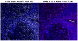 Invitrogen&trade;&nbsp;CD45 Monoclonal Antibody (CD45-2B11), Alexa Fluor&trade; Plus 750