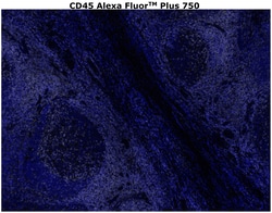 Invitrogen CD45 Monoclonal Antibody (CD45-2B11), Alexa Fluor Plus 750 500 &mu;L | Buy Online | Invitrogen&trade; | Fisher Scientific