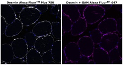 Invitrogen&trade;&nbsp;Desmin Monoclonal Antibody (DE-U-10), Alexa Fluor&trade; Plus 750