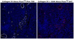 Invitrogen™ Collagen IV Monoclonal Antibody (1042), Alexa Fluor™ Plus 750
