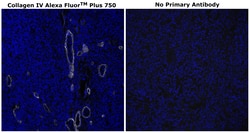 Invitrogen&trade;&nbsp;Collagen IV Monoclonal Antibody (1042), Alexa Fluor&trade; Plus 750