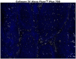Collagen IV Monoclonal Antibody (1042), Alexa Fluor™ Plus 750, Invitrogen™