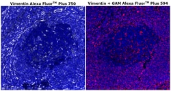 Invitrogen&trade;&nbsp;Vimentin Monoclonal Antibody (V9), Alexa Fluor&trade; Plus 750