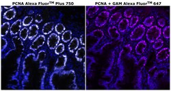 PCNA Monoclonal Antibody (PC10), Alexa Fluor&trade; Plus 750, Invitrogen&trade;