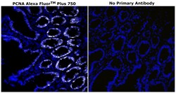 PCNA Monoclonal Antibody (PC10), Alexa Fluor&trade; Plus 750, Invitrogen&trade;