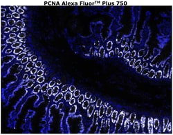 PCNA Monoclonal Antibody (PC10), Alexa Fluor™ Plus 750, Invitrogen™