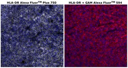 HLA-DR Monoclonal Antibody (LN3), Alexa Fluor&trade; Plus 750, Invitrogen&trade;