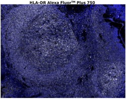 HLA-DR Monoclonal Antibody (LN3), Alexa Fluor™ Plus 750, Invitrogen™