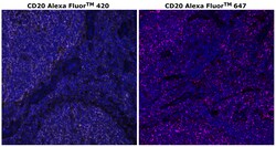 Invitrogen&trade;&nbsp;CD20 Monoclonal Antibody (L26), Alexa Fluor&trade; 420