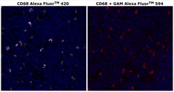 CD68 Monoclonal Antibody (KP1), Alexa Fluor™ 420