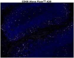 CD68 Monoclonal Antibody (KP1), Alexa Fluor&trade; 420