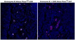 Invitrogen Granzyme B Monoclonal Antibody (496B), Alexa Fluor 420 500 &mu;L;