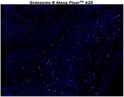 Invitrogen Granzyme B Monoclonal Antibody (496B), Alexa Fluor 420 500 &mu;L;