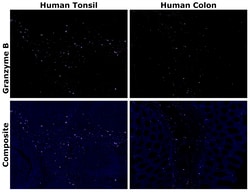 Invitrogen™ Granzyme B Monoclonal Antibody (496B), Alexa Fluor™ 420