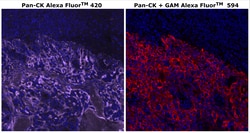 Invitrogen™ Cytokeratin Pan Type I/II Antibody Cocktail, Alexa Fluor™ 420