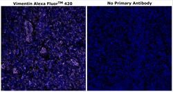 Vimentin Monoclonal Antibody (V9), Alexa Fluor&trade; 420, Invitrogen&trade;