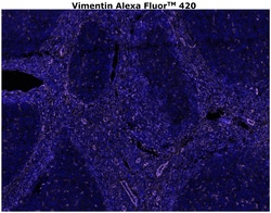 Vimentin Monoclonal Antibody (V9), Alexa Fluor™ 420, Invitrogen™