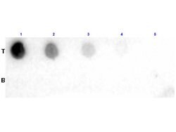 Fab BiotinGoat anti-Chemical, Polyclonal, Rockland 1 mg; Unconjugated:Antibodies,