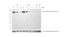 Invitrogen&trade;&nbsp;Rabbit anti-Sheep IgG (H+L) Secondary Antibody, HRP