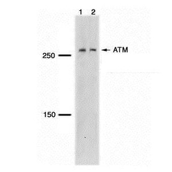 Invitrogen ATM Monoclonal Antibody (5C2) 100 &mu;L; Unconjugated:Antibodies,