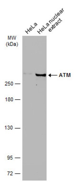 Invitrogen ATM Monoclonal Antibody (5C2) 100 &mu;L; Unconjugated:Antibodies,