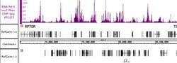 Phospho-RNA pol II CTD (Ser2) Recombinant Mouse Monoclonal Antibody, AbFlex