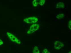 Phospho-RNA pol II CTD (Ser2) Recombinant Mouse Monoclonal Antibody, AbFlex
