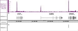Phospho-RNA pol II CTD (Ser5) Recombinant Mouse Monoclonal Antibody, Active