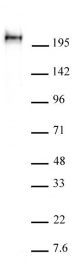 Phospho-RNA pol II CTD (Ser5) Recombinant Mouse Monoclonal Antibody, Active