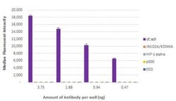 Cas9 Recombinant Mouse Monoclonal Antibody, AbFlex , Active Motif:Antibodies:Primary